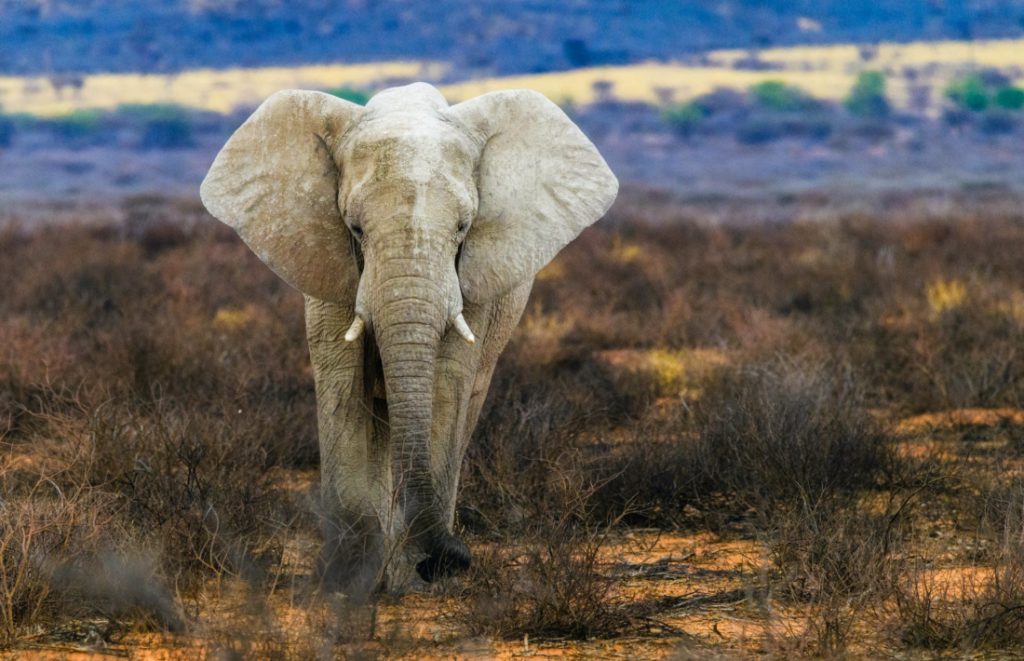 éléphant