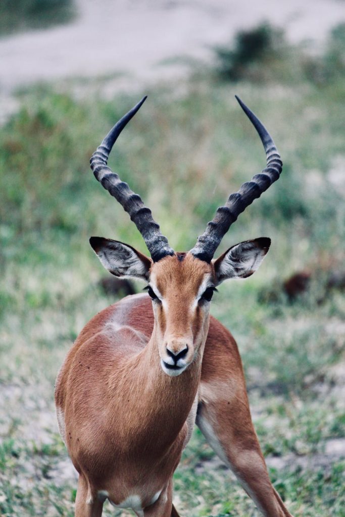gazelle photomontage animal