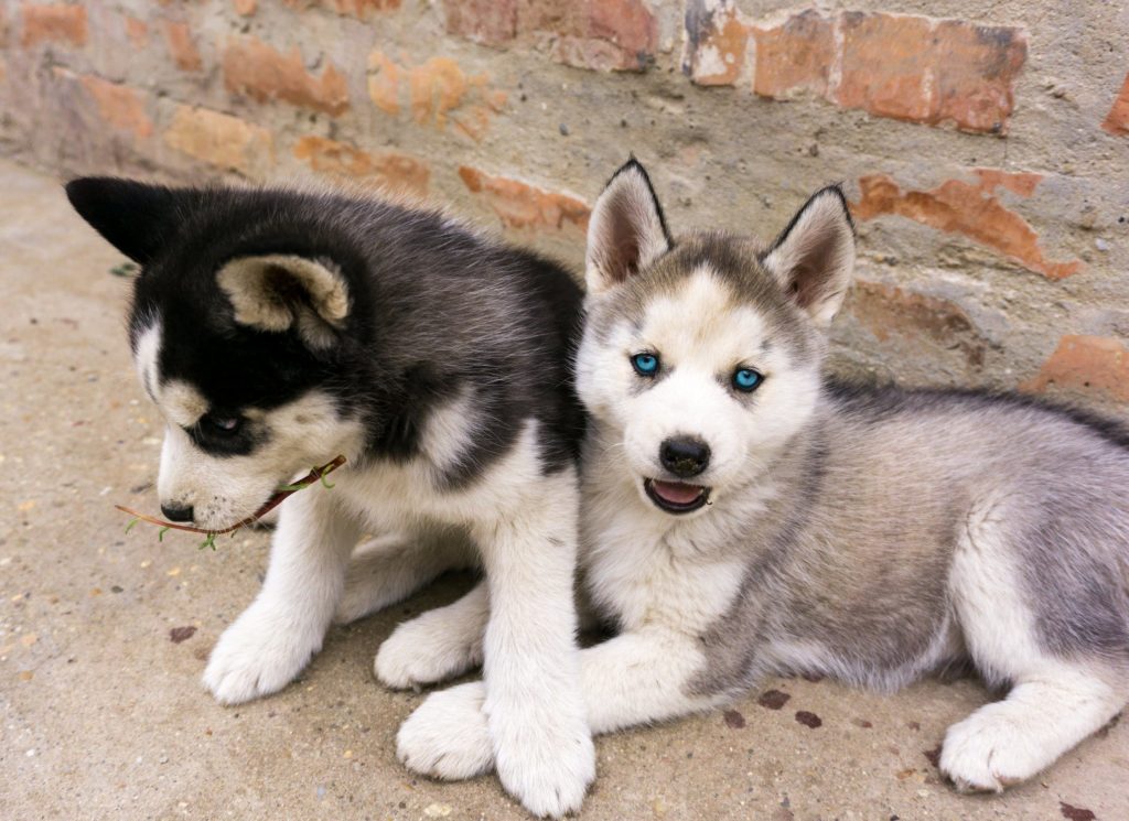 husky