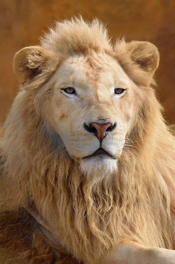 lion