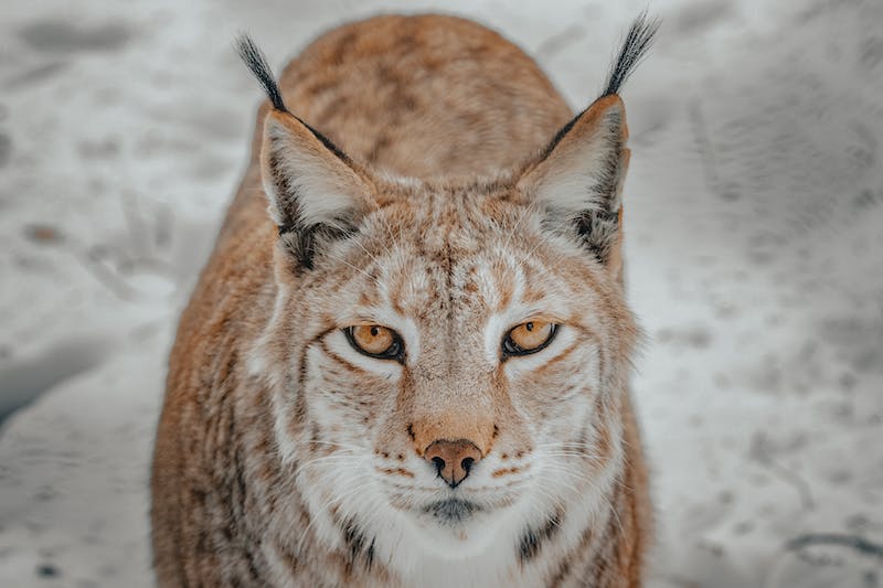 lynx